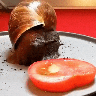 Snail eats tomato