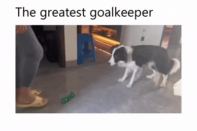 Reflexes of goalkeeper dog