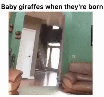 Born giraffe fall girl