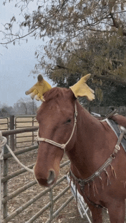Gloves on ears of horse