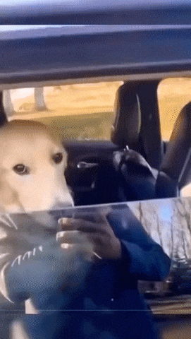 Cute dog on car window
