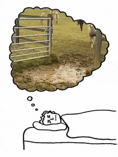 Sleeping with sheep