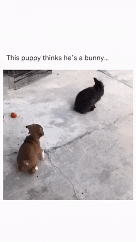Puppy and rabbit