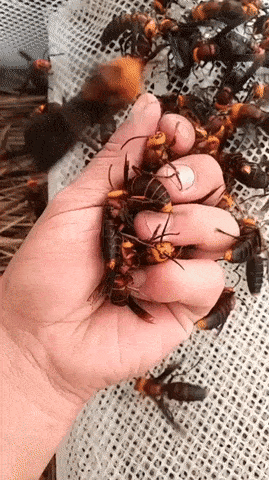 Hornets in hands