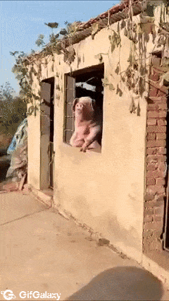 Pig on window