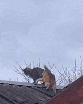Cat fight on roof