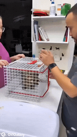 Vaccination of cat and cage