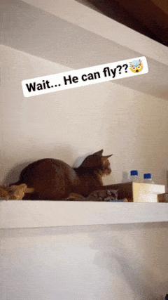 Cat and flying mouse