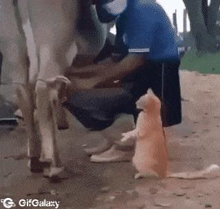 Cat and cow milk