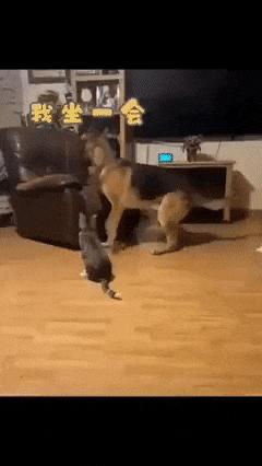 Cat and dog in an armchair