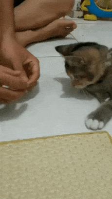 Magician cat