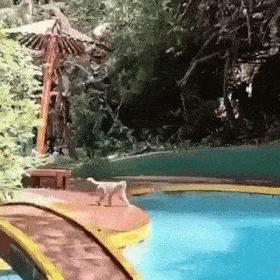 Monkeys jump in pool