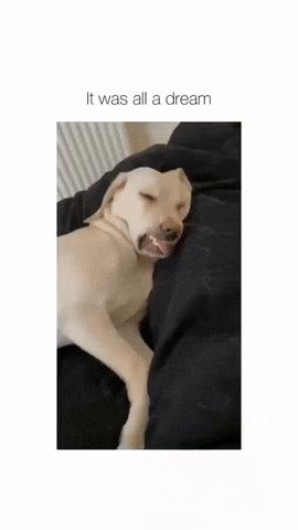 Dog and nightmares