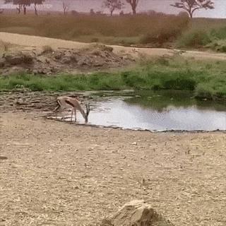 Antelope dribbling and lion