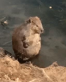 Beaver is bathing