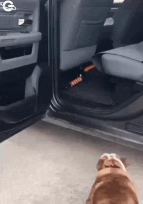 Fat dog gets in car