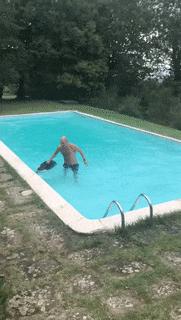 Wild boar in pool