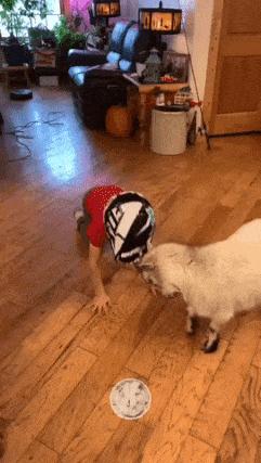 Boy with helmet and goat