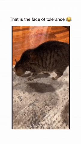Girl mistreats cat