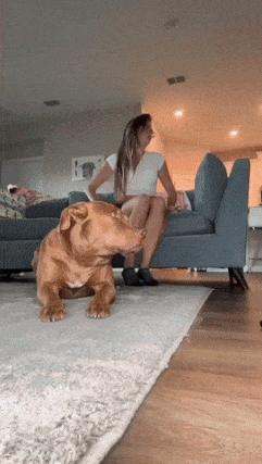 Girl steps on dog tail