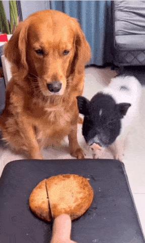 Good dog shares food with pig