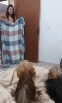 Two dogs and trick with blanket