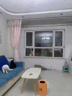 Two different cats