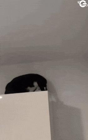 Cat is afraid of cross