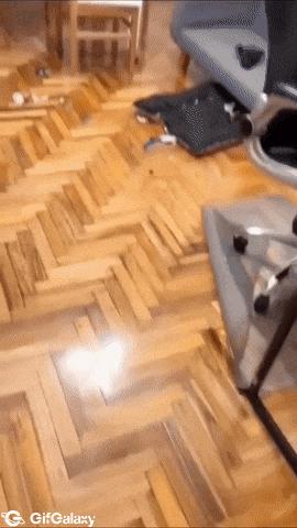 Dog head is sticking out of bed
