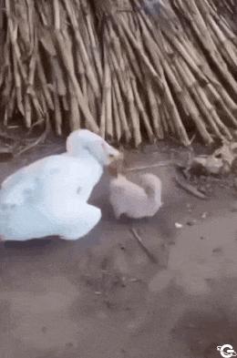 Goose and small dog