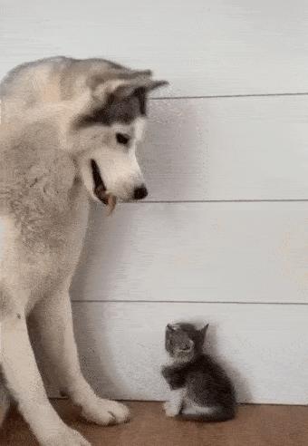 Husky and kitty
