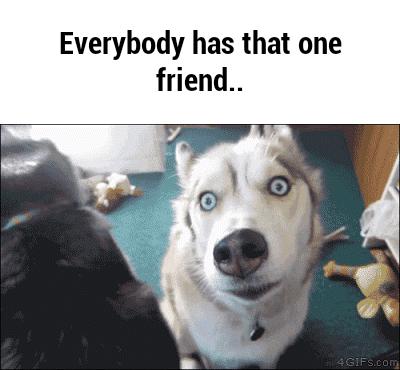Husky and strange look