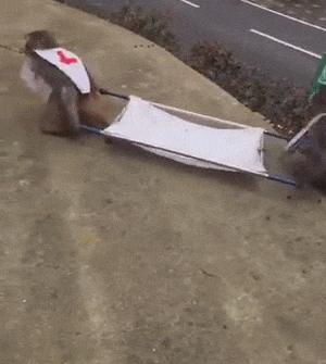 Monkey ambulance