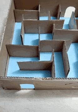 Hamster and maze