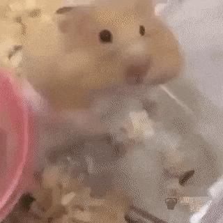 Hamster smile