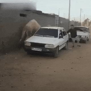 Camel chases man