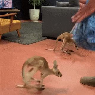 Kangaroo and bag