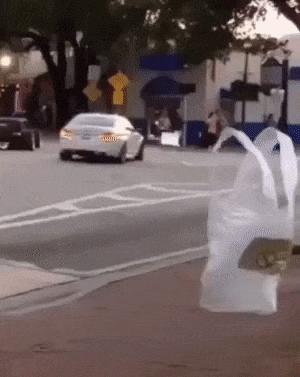 Bag crosses street