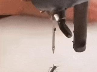 Mosquito and sewing machine