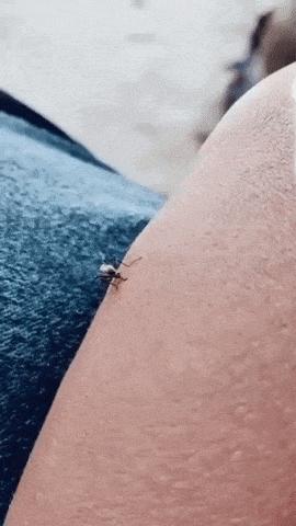 Mosquito and hard skin