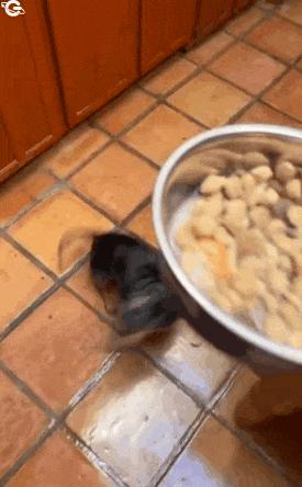 Circular dog expects food