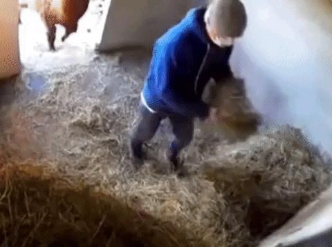 Lama and shepherd in stable