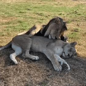 Lion love