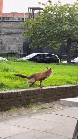 Fox poops in beer glass