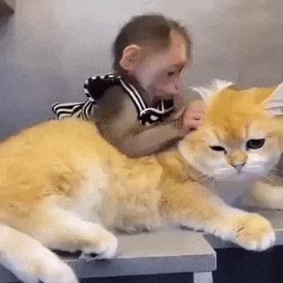 Love of cat and monkey