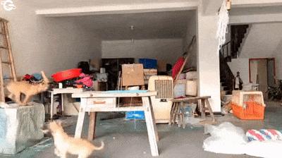 Crazy dogs and rope