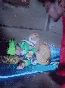 Cat touches child