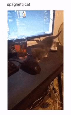 Cat spaghetti