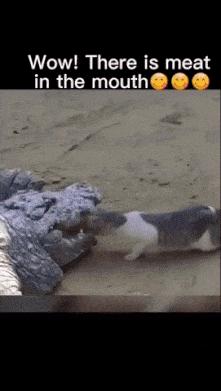 Cat god compilation
