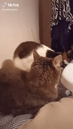 Cat bites cat